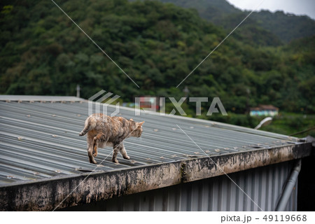 Cute cat at Houtong Cat Village. Taiwan famous 49119668