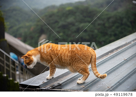 Cute cat at Houtong Cat Village. Taiwan famous 49119678