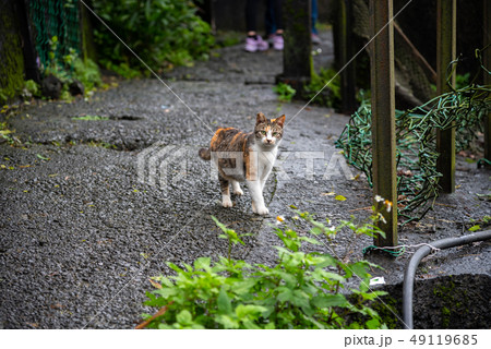 Cute cat at Houtong Cat Village. Taiwan famous Cute cat at Houtong Cat Village. Taiwan famous 49119685