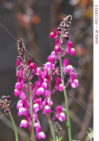 リナリア(姫金魚草) リナリア(姫金魚草) 49119915