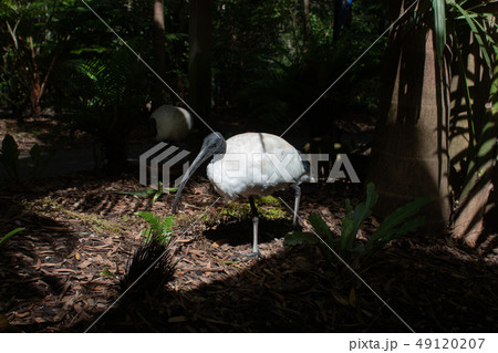 オーストラリアの野鳥 オーストラリアクロトキ オーストラリアの野鳥 オーストラリアクロトキ 49120207