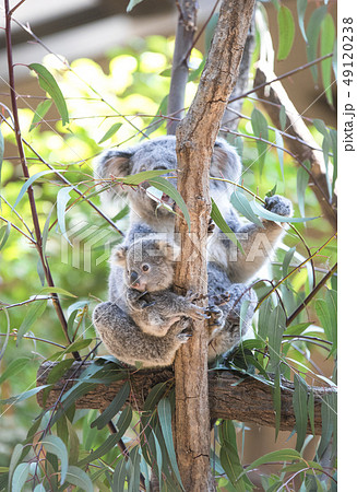 コアラ ユーカリの葉を食べるコアラの母子 の写真素材