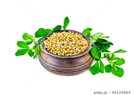 Fenugreek with green leaves in clay bowl 49120664