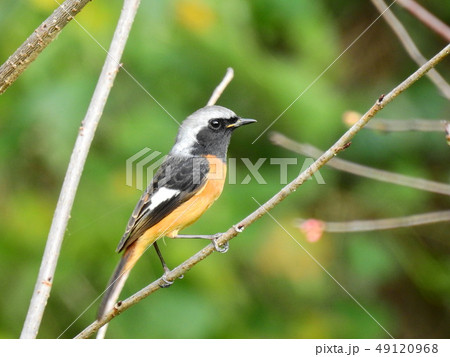 鳥 じょうびたき 尉鶲 49120968