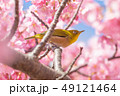 メジロと桜 49121464