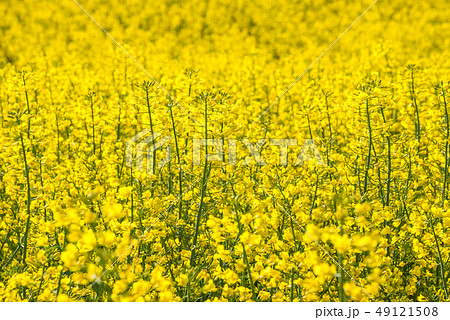 Rapeseed flowers field Rapeseed flowers field 49121508