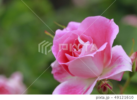 初夏のバラ園 ピンク色のバラ 初夏のバラ園 ピンク色のバラ 49121610