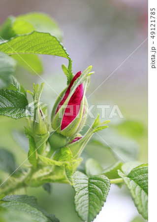 ハマナス 花と実の写真素材