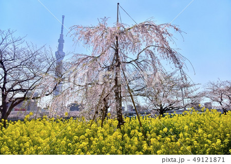 隅田川畔の桜と菜の花にスカイツリー 隅田川畔の桜と菜の花にスカイツリー 49121871