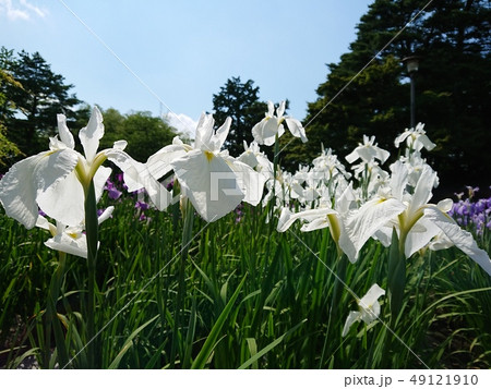 純白のアヤメ 純白のアヤメ 49121910