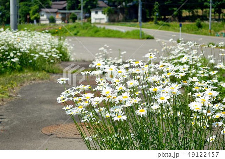 道端のヒナギクの写真素材