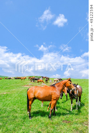 牧場 （馬） 49122594