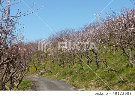 杏の花の散歩道 杏の花の散歩道 49122983
