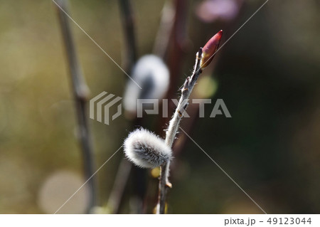 赤芽柳 赤芽柳 49123044