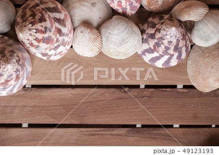 Fame of seashells Fame of seashells 49123193