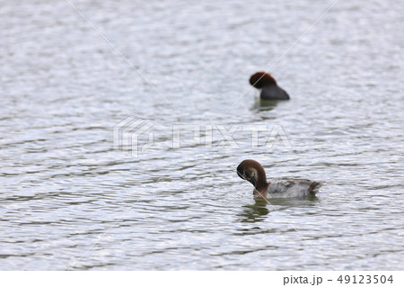 ホシハジロ ホシハジロ 49123504