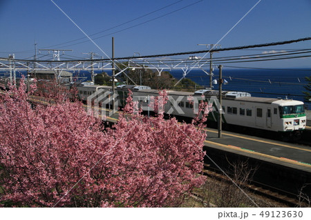 おかめ桜と特急踊り子 49123630