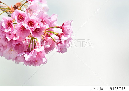 大寒桜(安行桜)(N) 大寒桜(安行桜)(N) 49123733