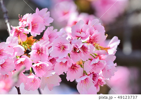 大寒桜 安行桜 ｎ の写真素材
