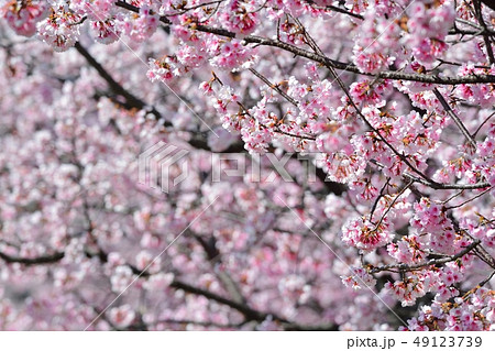 大寒桜（安行桜）（Ｎ） 49123739