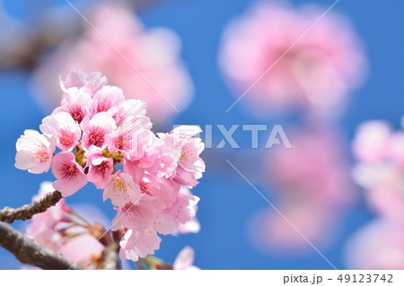 大寒桜(安行桜)(N) 大寒桜(安行桜)(N) 49123742