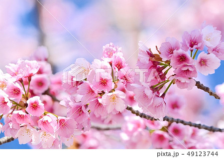 大寒桜(安行桜)(N) 大寒桜(安行桜)(N) 49123744