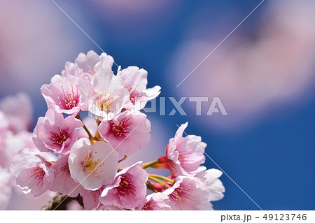 大寒桜(安行桜)(N) 大寒桜(安行桜)(N) 49123746