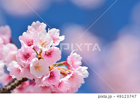 大寒桜(安行桜)(N) 大寒桜(安行桜)(N) 49123747