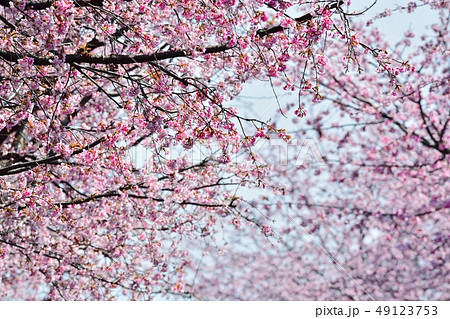 大寒桜（安行桜）（Ｎ） 49123753
