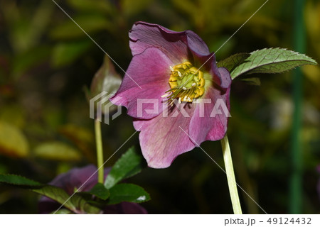 紫のクリスマスローズの写真素材