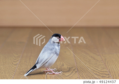 雄のさくら文鳥 雄のさくら文鳥 49124437