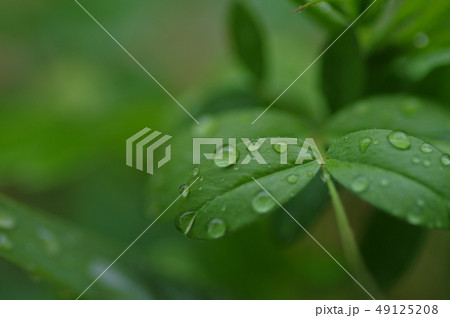 雨 雨 49125208