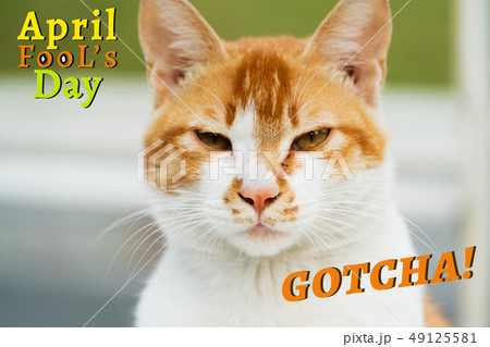 April Fools Day Gotcha portrait of white brown cat 49125581