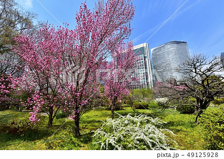 浜離宮恩賜庭園の花桃とユキヤナギに高層ビル群の写真素材