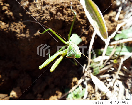 カマキリ カマキリ 49125997