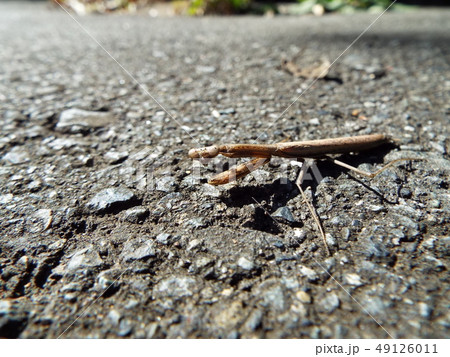 カマキリ カマキリ 49126011