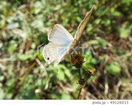 ツバメシジミ ツバメシジミ 49126015
