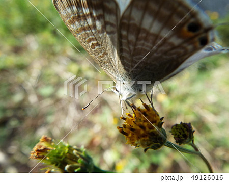 ツバメシジミ 49126016