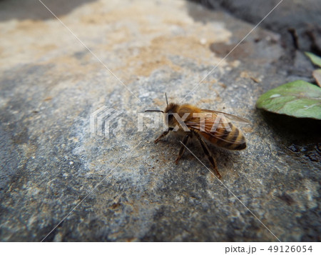 ミツバチ 49126054