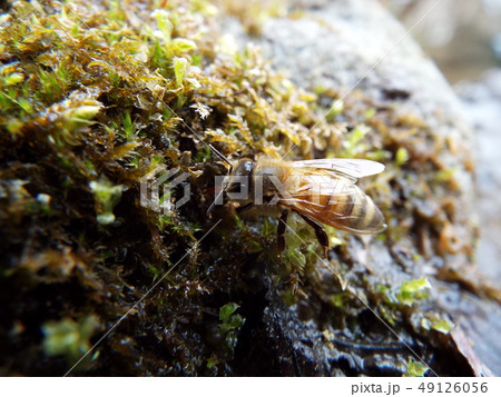 ミツバチ 49126056