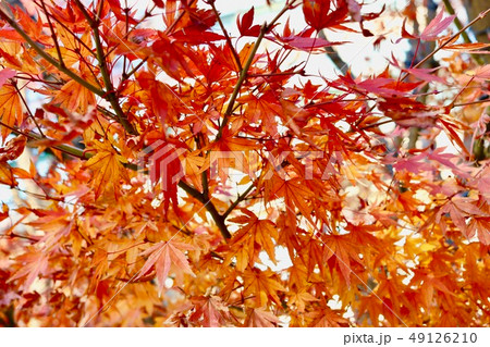 紅葉 紅葉 49126210