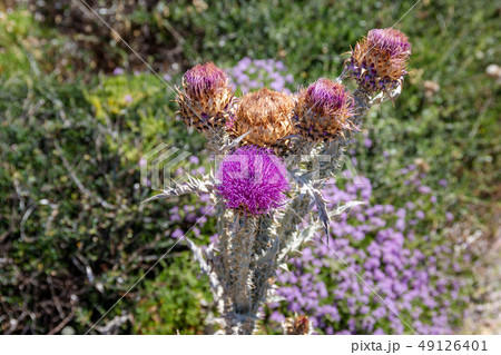 Purple Illyrian thistle flowers 49126401
