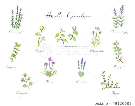Hand Drawn Watercolor Illustration Herbs Set Stock Illustration