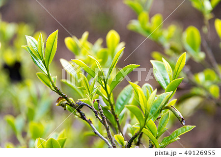 ダージリンの茶葉　インド・ダージリン 49126955