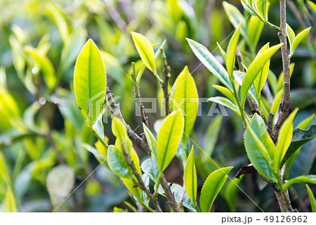 ダージリンの茶葉 インド・ダージリン ダージリンの茶葉 インド・ダージリン 49126962