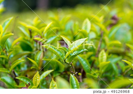 ダージリンの茶葉　インド・ダージリン 49126968