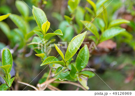 ダージリンの茶葉 インド・ダージリン ダージリンの茶葉 インド・ダージリン 49126969