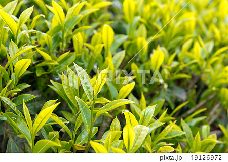 ダージリンの茶葉 インド ダージリンの写真素材