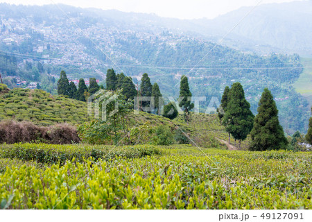 ダージリンの茶畑　インド・ダージリン 49127091