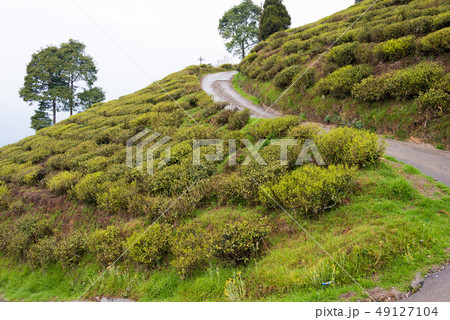 ダージリンの茶畑　インド・ダージリン 49127104